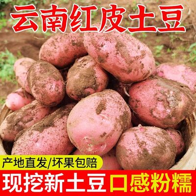 新鲜云南红皮土豆黄心新鲜洋芋马铃薯高山农家自种现挖小洋芋