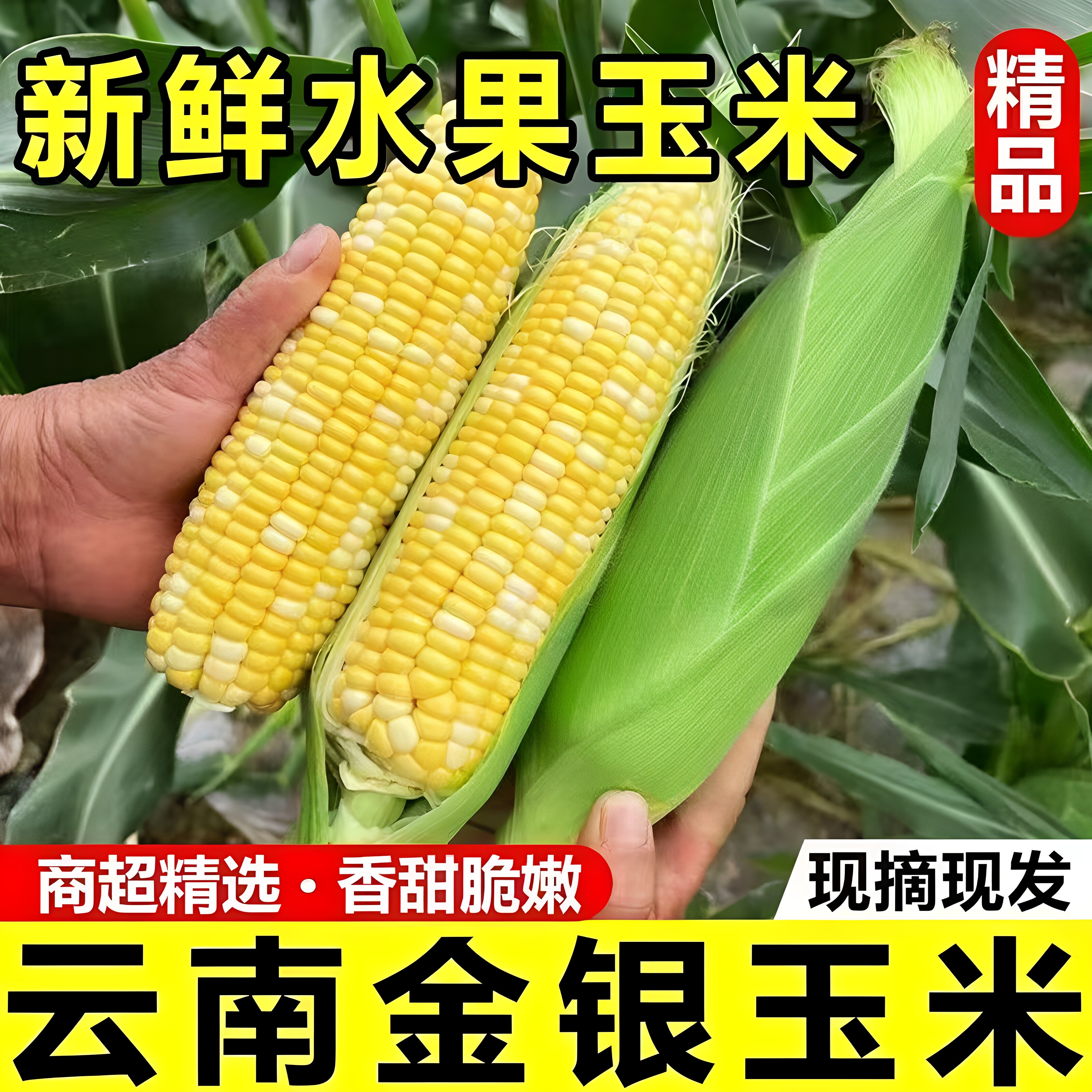 正宗云南蜜糖金银水果甜玉米新鲜现摘可榨汁新鲜玉米脆甜非转基因