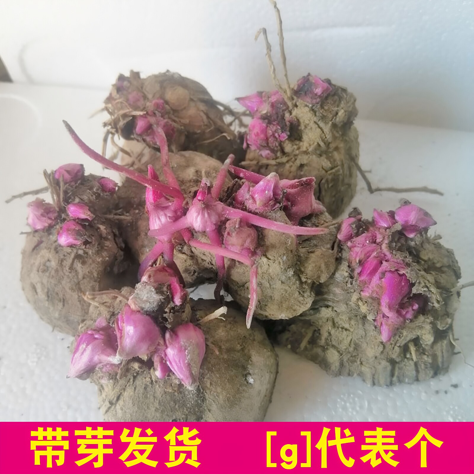 江西赣南紫山药苗脚板薯带芽秧苗紫薯参薯紫色淮山种大薯种牙毛薯