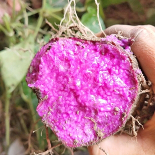 江西赣南紫山药新鲜脚板薯参薯农家天根板薯大薯自种毛薯紫皮香芋