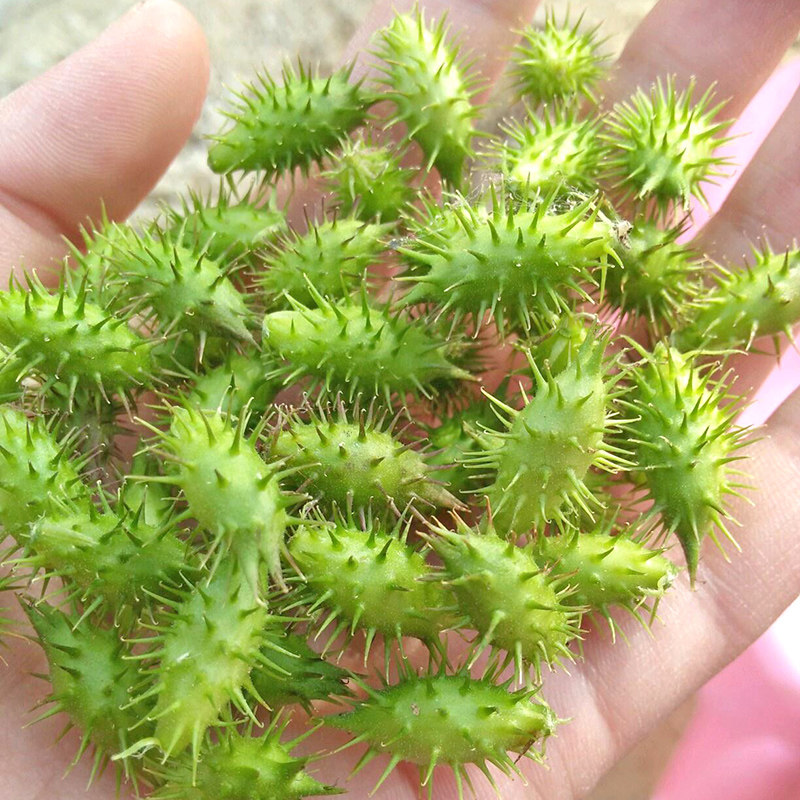 江西苍耳子干野生新鲜鼻炎草本中药材带刺痴头芒毛苍子干泡脚泡水