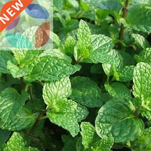 500pcs spearmint mint mentha herb green flower seeds home de