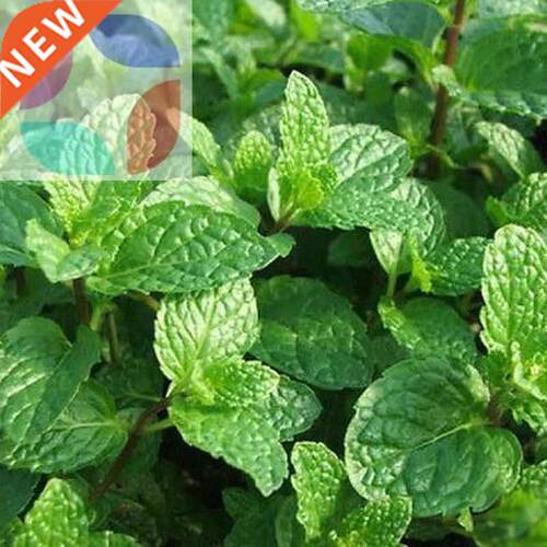 500pcs spearmint mint mentha herb green flower seeds home de
