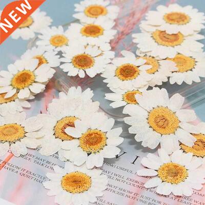 100Pcs Real Natural Dried Pressed Flowers White Daisy Presse