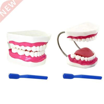 Widely Used Teeth Model Made by Professional Production Suit