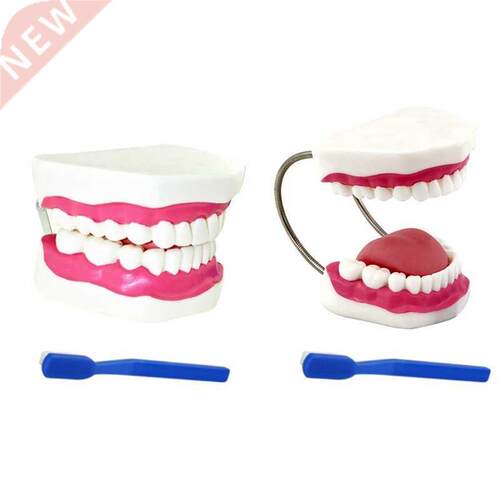 Widely Used Teeth Model Made by Professional Production Suit