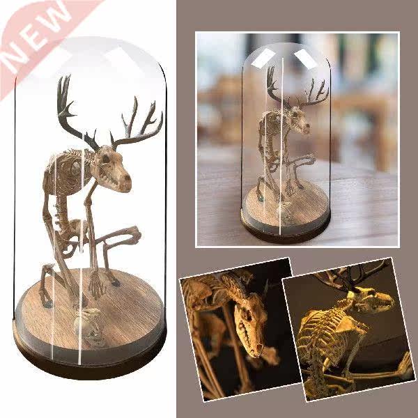 Skeleton Curiosity Cabinet Figurines Mysterious Fossil