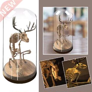 Skeleton Curiosity Cabinet Figurines Mysterious Fossil