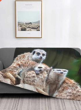 Meerkat Family Throw Blanket, Soft Cozy Throw Blanket Cute M