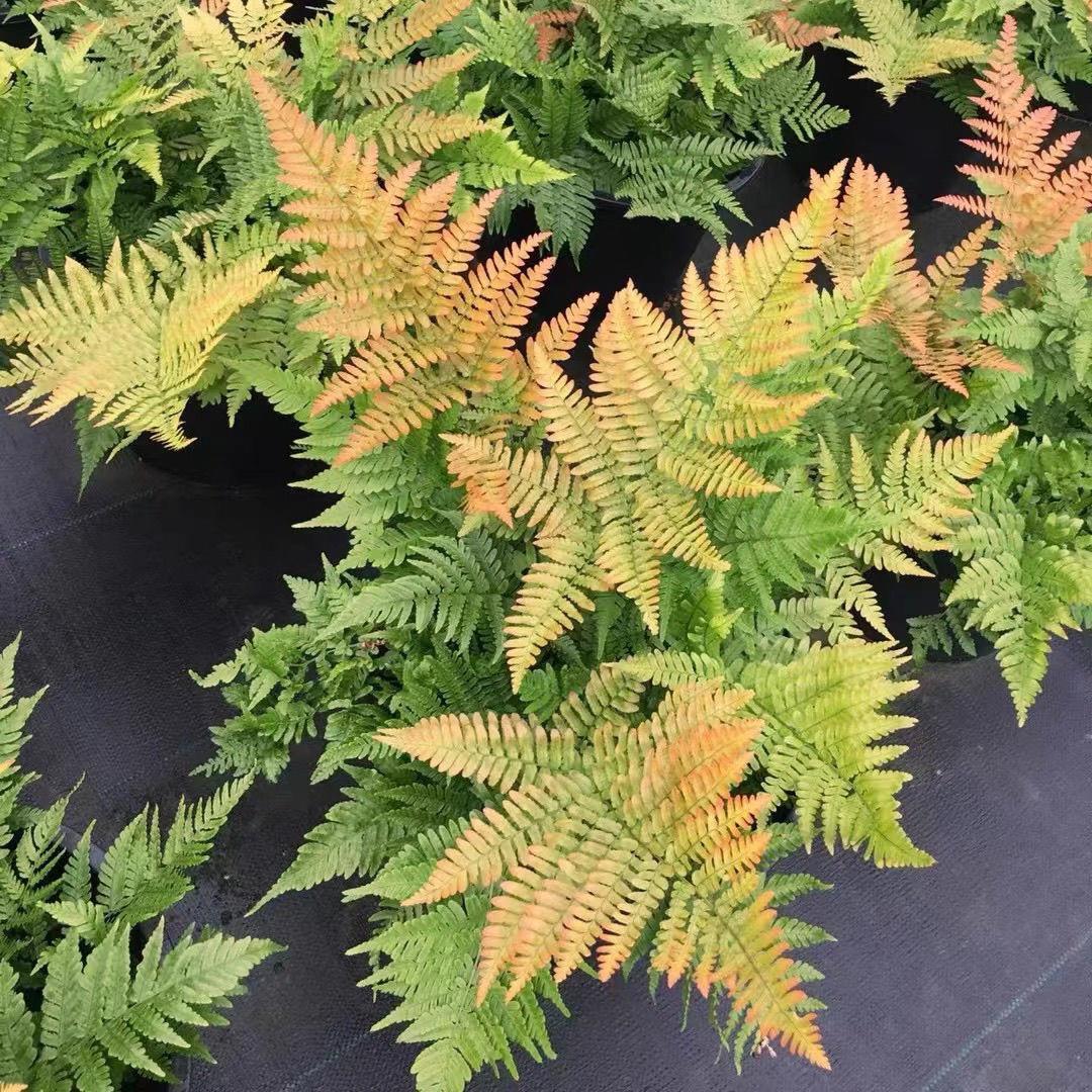 红盖鳞毛蕨盆栽彩虹四季常