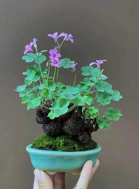 幸运草三叶草老桩盆栽红花多季