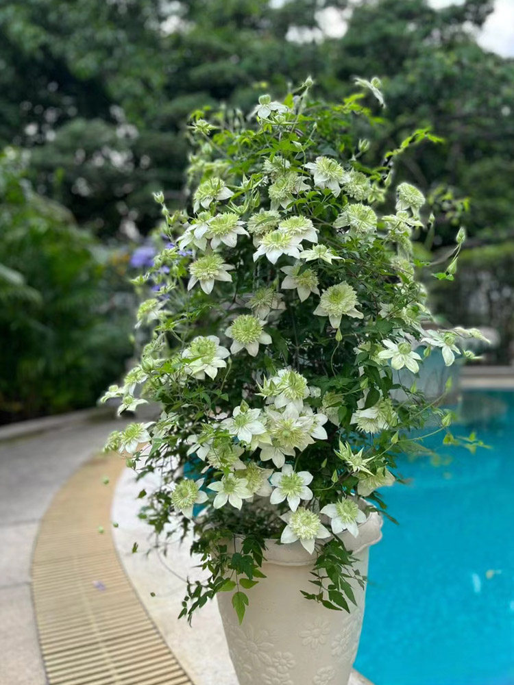 小绿铁线莲花大苗阳台盆栽绿植重瓣绿色庭院围墙爬藤攀援植物四季