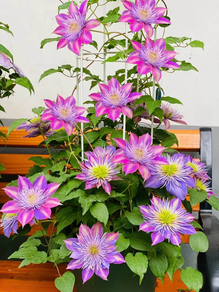 水晶喷泉铁线莲花苗盆栽耐寒爬藤丰花庭院花卉室内阳台垂吊绿植物