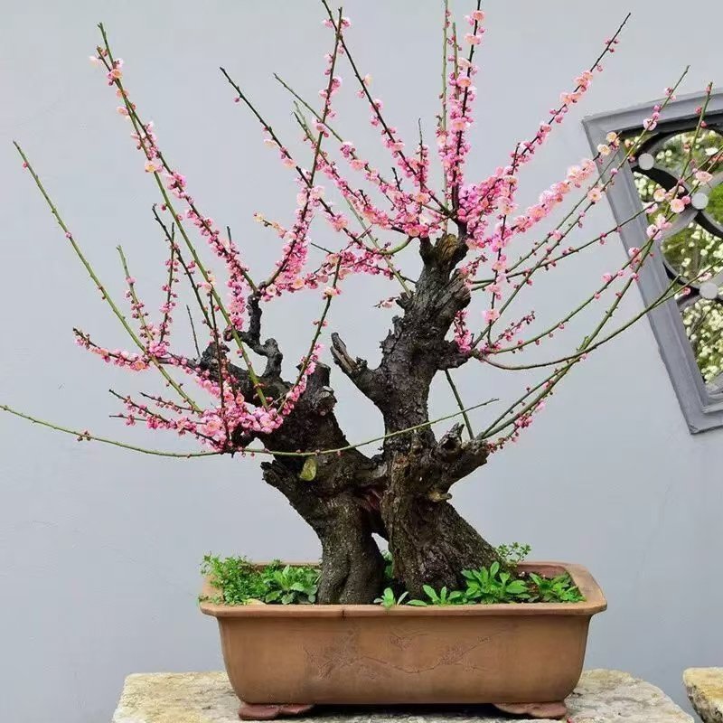 红梅花盆景老桩原生绿梅树苗浓香庭院耐寒花卉室内盆栽宫粉乌梅苗