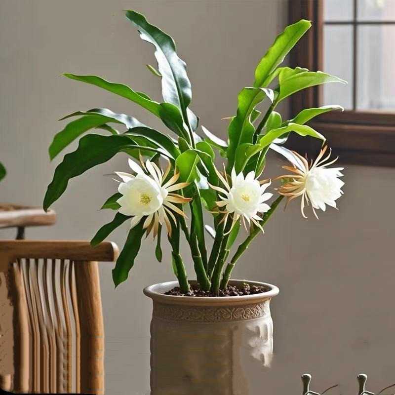 四季种植大叶昙花苗室内浓香花朵可食用绿植阳台观赏耐热花卉