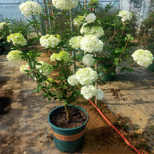 中华木本绣球花树苗盆栽大花斗球麻球树庭院阳台四季耐寒耐晒花卉