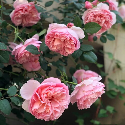 浓香月季大花多季开花