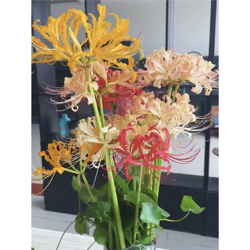 彼岸花种球大曼珠沙华石蒜