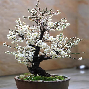 原生梅花盆景老桩盆栽绿梅造型苗耐寒红梅树苗庭院阳台腊梅浓香花
