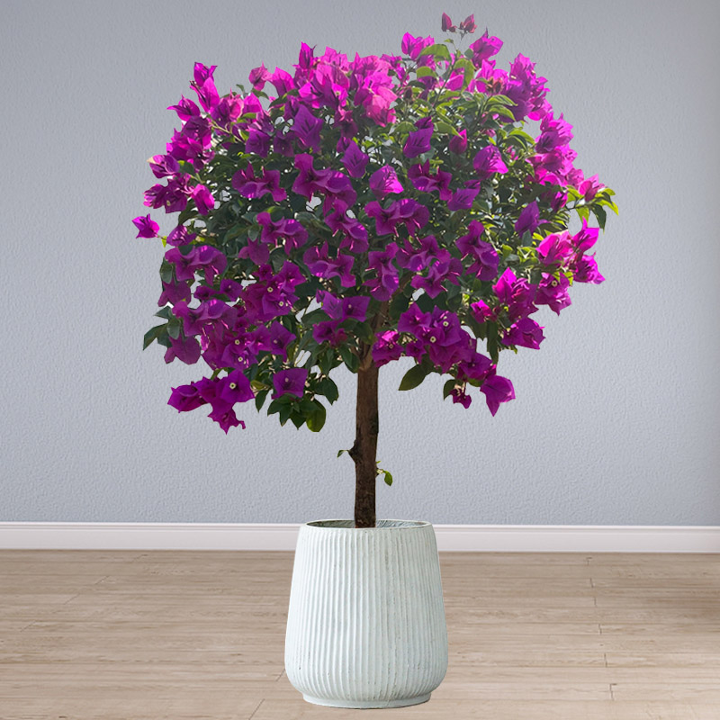 三角梅盆栽老桩花卉植物四季开花庭院阳台扦插苗重瓣带花爬藤大苗