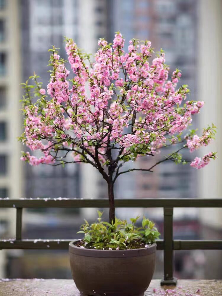 重瓣榆叶梅花树苗阳台盆栽花卉图片