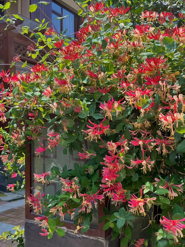 京久红金银花树苗盆栽爬藤植物耐寒垂吊庭院阳台鸳鸯藤浓香忍冬花