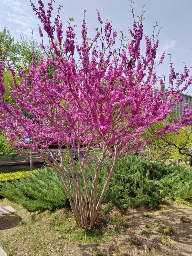 紫荆花树苗庭院室外耐寒观花卉植物四季开花绿化苗工程丛生紫荆树