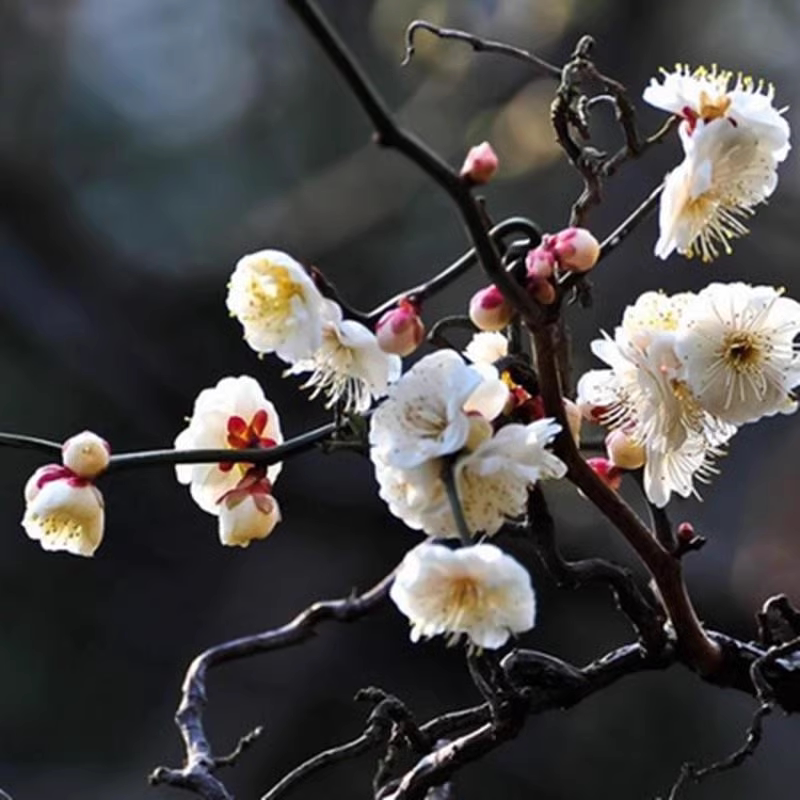 原生扦插龙游梅盆栽盆景地栽梅花树苗 龙游大苗冬季庭院耐寒花卉
