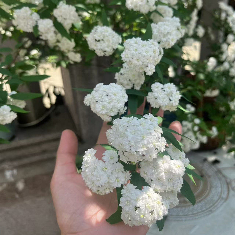 重瓣绣线菊八重小手球花卉绿植盆栽庭院耐寒菱叶绣线菊鲜切花耐热