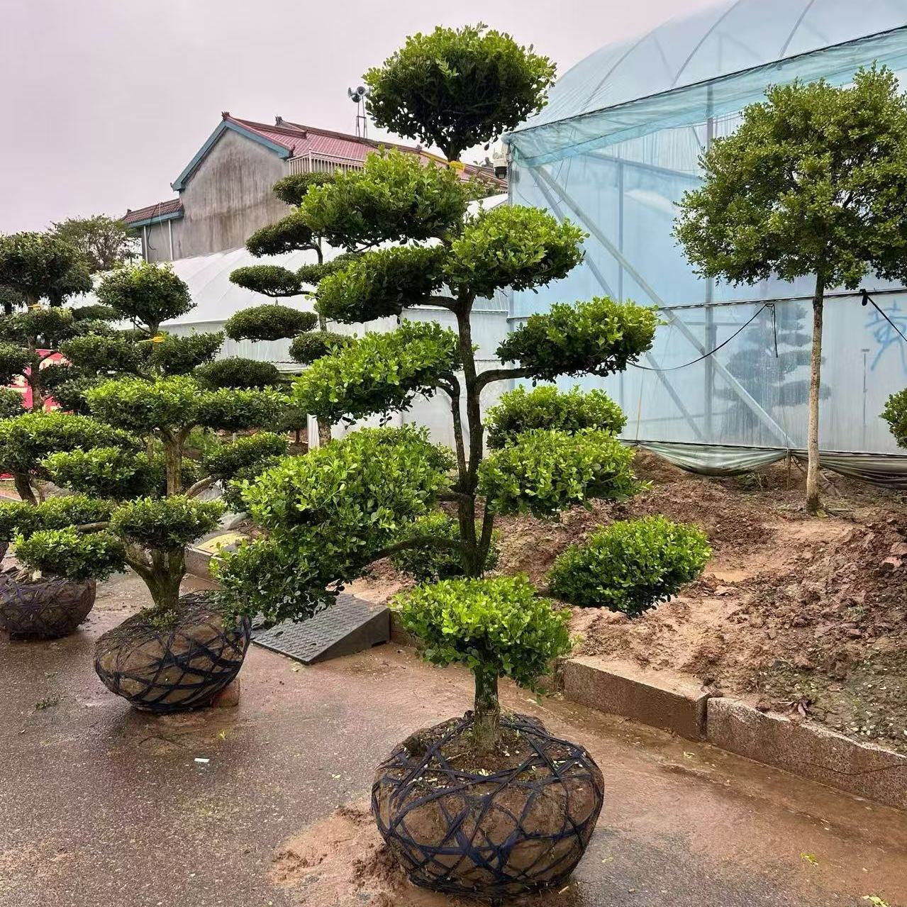 小叶造型黄杨树盆景老桩庭