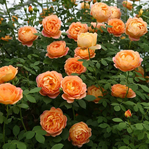 蜂蜜焦糖月季花藤本大苗