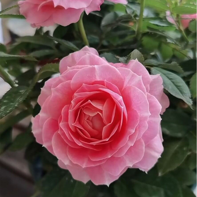 海神王月季花大苗勤花浓香大花微月四季开阳台庭院耐热抗病花期长