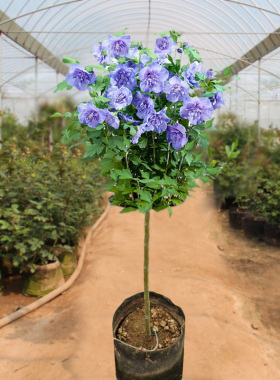 蓝莓冰沙棒棒糖重瓣木槿蓝紫色花树苗盆栽阳台庭院耐寒花卉四季开