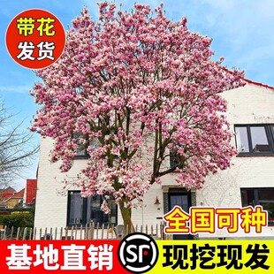 娇红玉兰紫玉兰树苗黄鸟玉兰盆栽植物庭院景观三季新品玉兰花耐寒