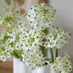 天鹅绒伯利恒之星种球虎眼万年青球茎多年生切花花园阳台花卉