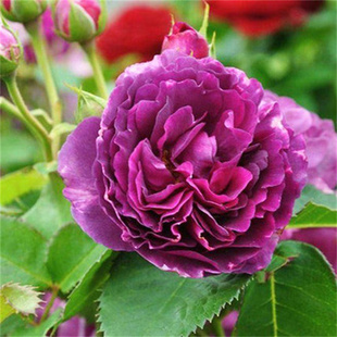 欧月比利时密涅瓦月季花苗灌木深紫色多季开大花浓香丰花阳台庭院