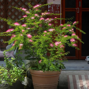 香水合欢细叶 阳台庭院盆栽花园多年生四季常绿开花 耐热耐寒植物