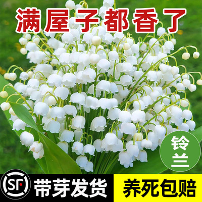 铃兰浓香花耐寒耐热好种