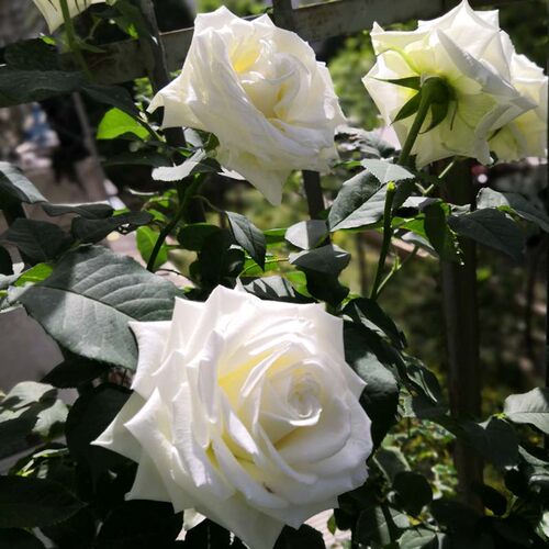 坦尼克白色玫瑰花苗盆栽