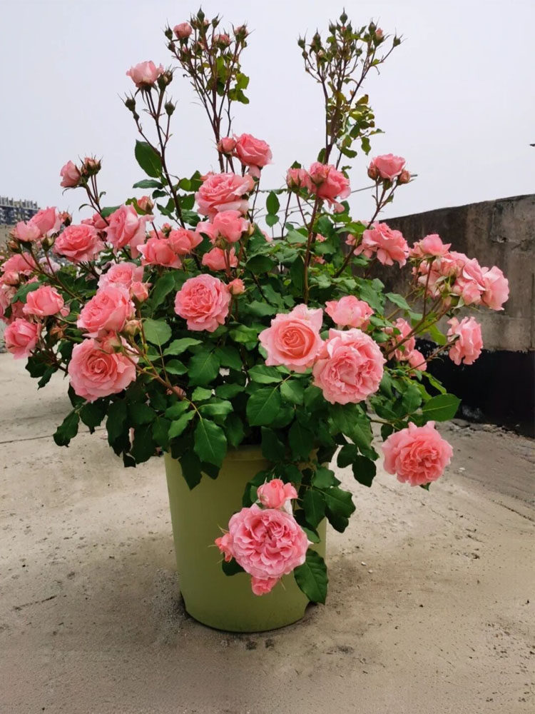珊瑚果冻月季花苗粉色特大花浓香阳台庭院绿植花卉四季玫瑰花耐晒