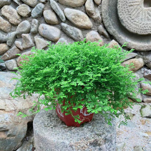 翠云草绿地球多年生四季常青植物雨林缸假山鱼池配景花园花镜绿植