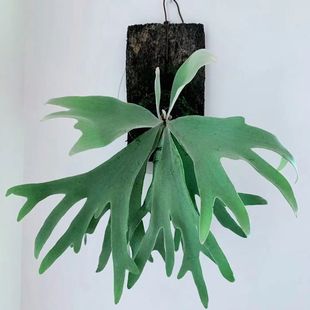 鹿角蕨 二岐鹿角蕨挂板壁挂趣味造景植物室内客厅办公室绿植好养