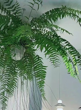 霸王蕨长青蕨类净化空气