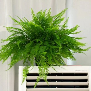 马来波斯顿蓝色贝尔波斯顿室内外绿植多年生四季常青观叶植物好养