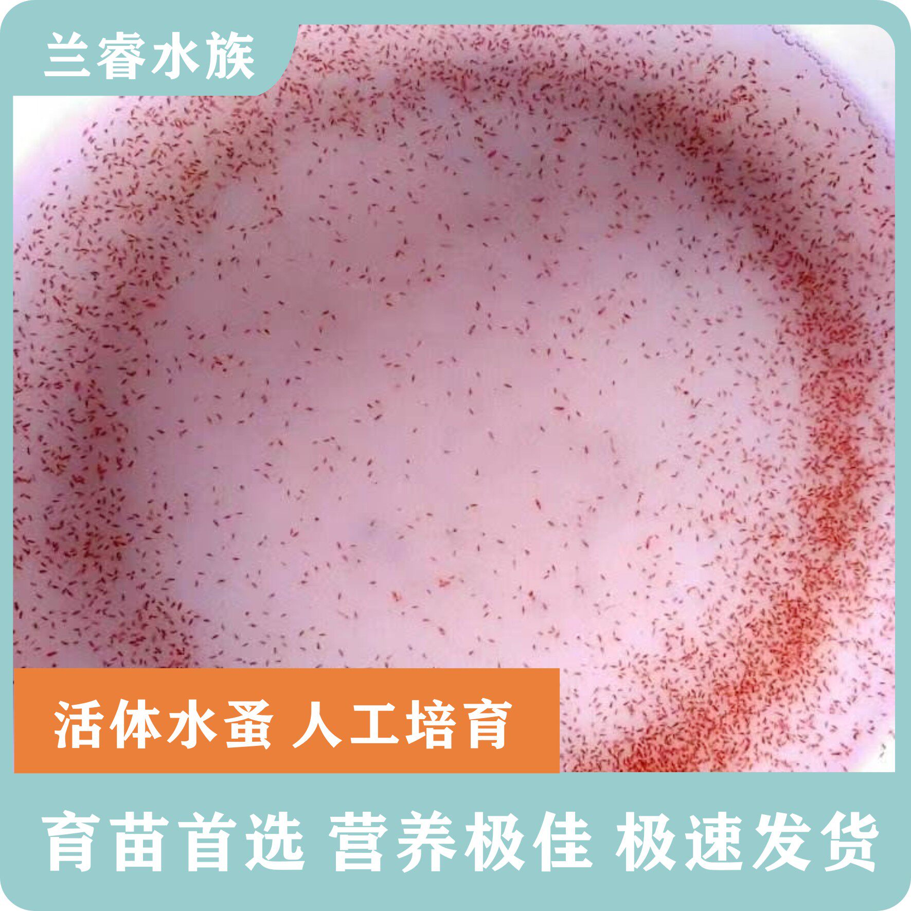 水蚤种可繁殖人工养殖繁殖干净无菌高蛋白幼鱼鱼苗的开口活体饲料