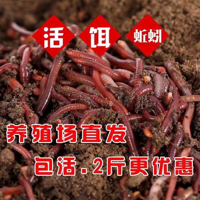 活体青蚯蚓鲜活黑蚯蚓钓黄鳝蚯蚓特大红蚯蚓地龙松土蚯蚓钓鱼活饵
