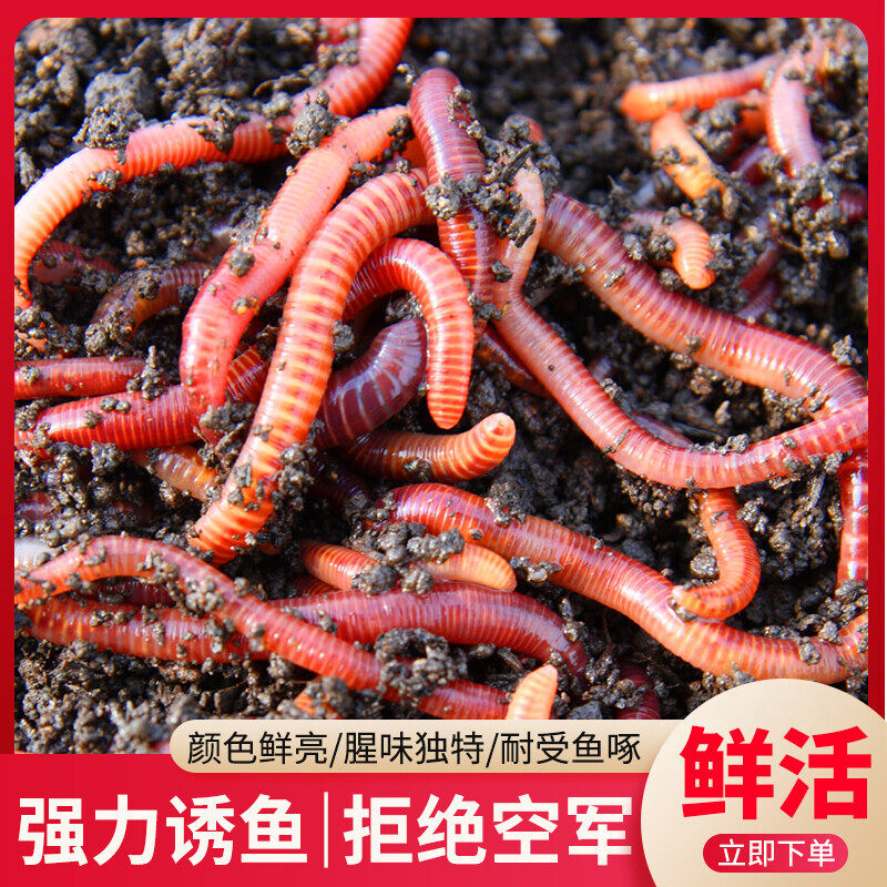抓黄鳝诱饵龙虾网笼虾笼饵料红蚯蚓活体捕鱼虾泥鳅地网笼专用鱼饵,户外/登山/野营/旅行用品,活饵/谷麦饵等饵料,淘宝优惠券,粉丝福利购,淘宝优惠卷