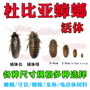 杜比亚蟑螂活体饲料虫鬃狮蜥守宫龙鱼活饵饲料繁殖组幼体盒装袋装