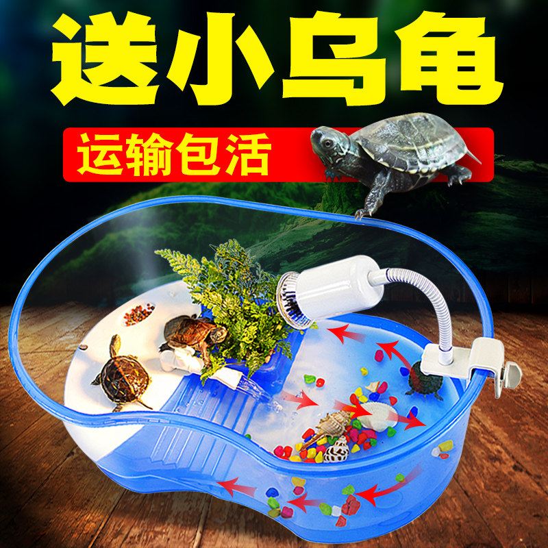 送2只小乌龟巴西龟带缸龟缸活物活体乌龟缸带晒台龟盆宠物龟草龟,宠物/宠物食品及用品,龟/鳖,淘宝优惠券,粉丝福利购,淘宝优惠卷