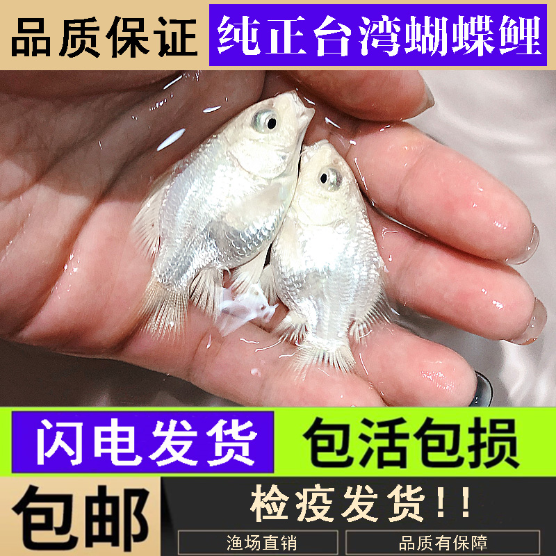 台湾蝴蝶鲤观赏鱼石膏白冷水鱼短身贵妃球体长尾锦鲤鱼苗活体金鱼